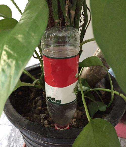 瓶子改造浇花神器,浇水瓶自制浇花神器