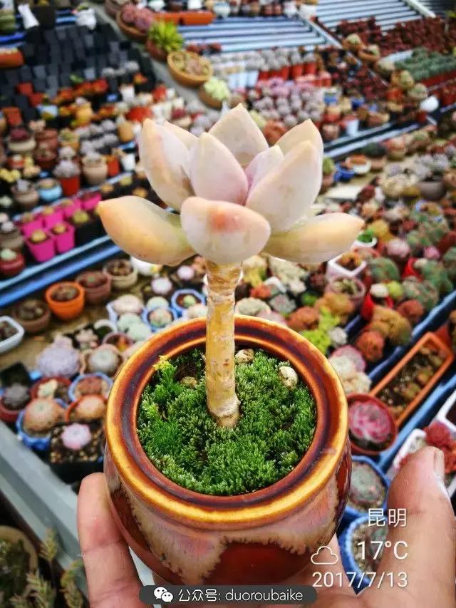 苔藓与多肉,多肉与苔藓的巧妙组合