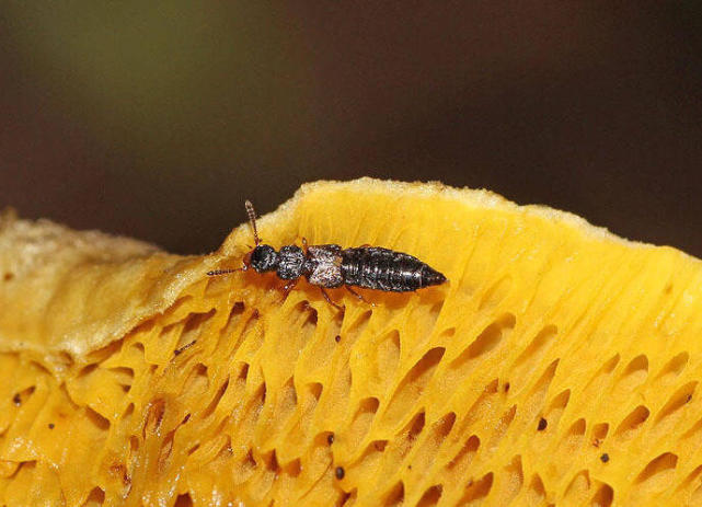 在野外见到这种虫子千万不要扔,有酸性的小虫子