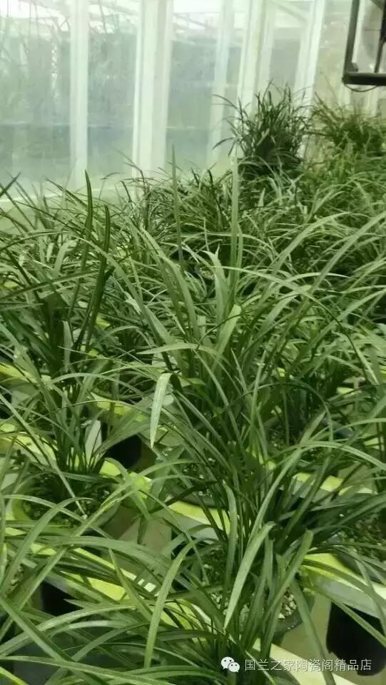 春兰和蕙兰莲瓣,蕙兰带花苞的兰花怎样上盆