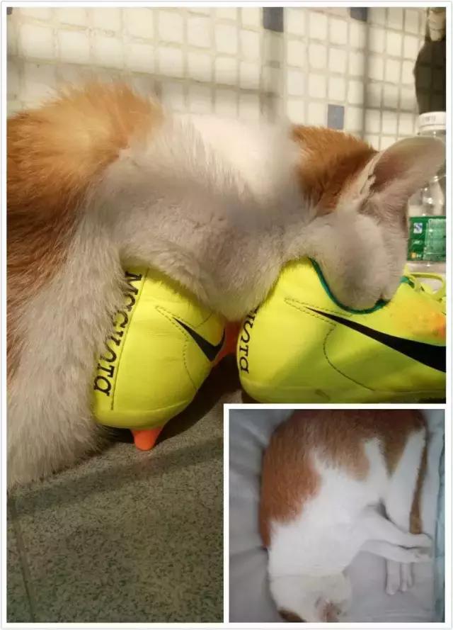 猫咪睡姿大作战,猫咪大字型睡姿图片