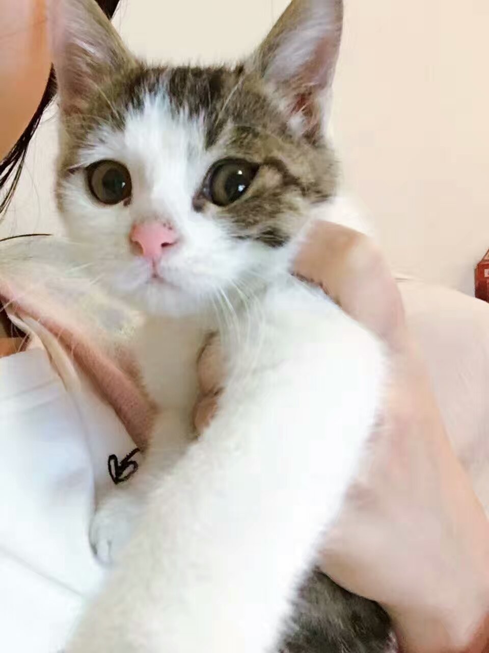 小奶猫救活了怎么喂养,小奶猫救援案例