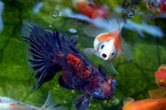 金鱼体色变化的原因,金鱼保色方法