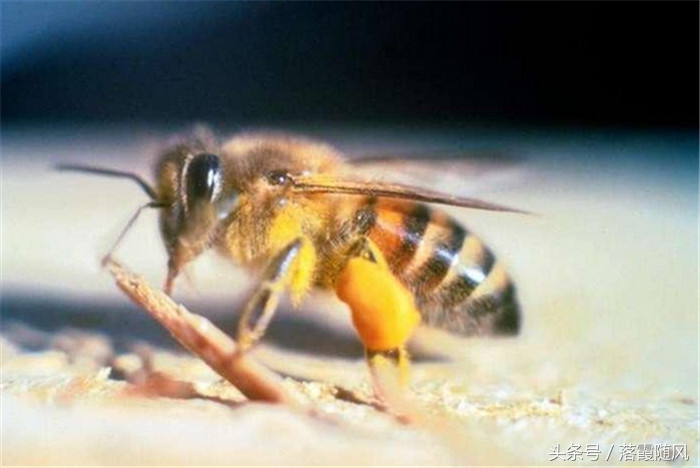 红火蚁入侵人类,红火蚁属于入侵物种么