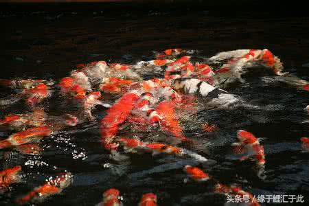 你家的鱼长过痘痘吗？