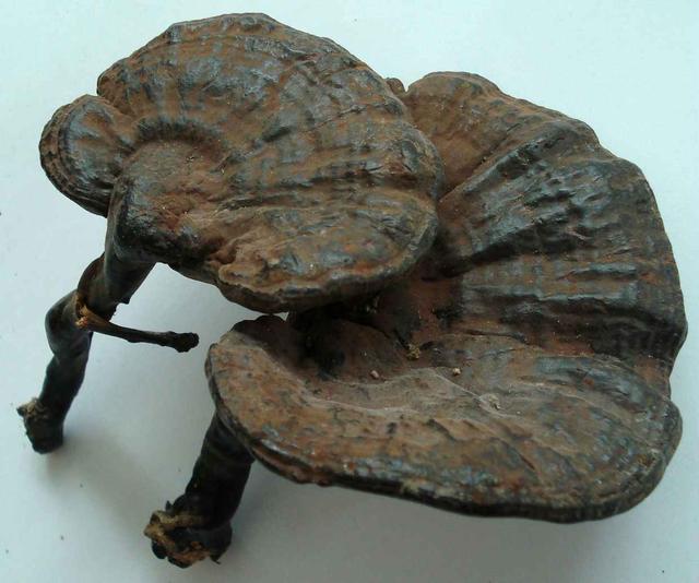 吃灵芝粉会得肠梗阻吗,灵芝粉对肠息肉有帮助吗