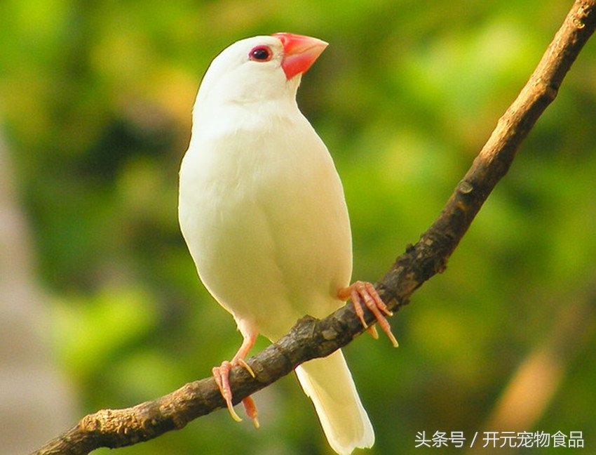 开元宠物食品旗舰店工厂,开元宠物鸟粮