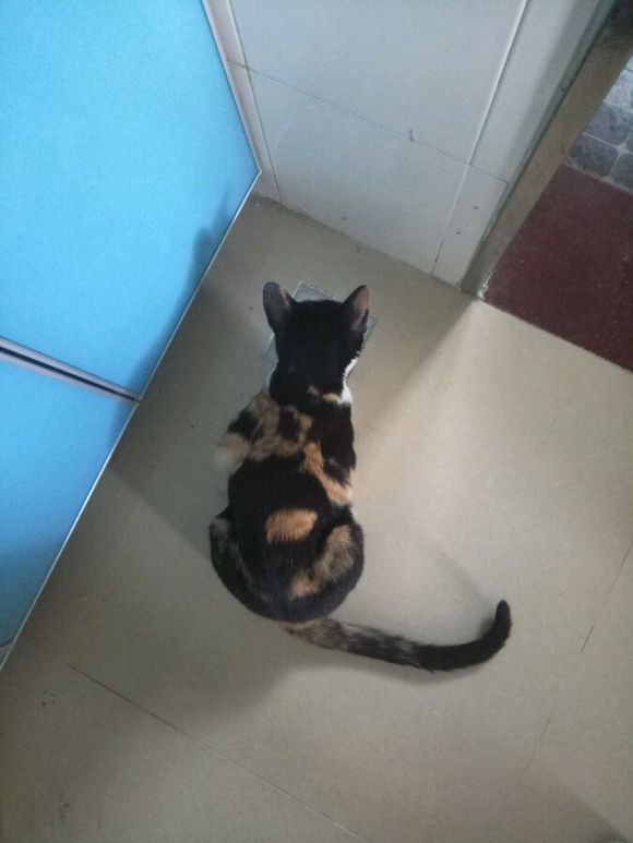 猫咪从5楼摔下以后在家怎么救治,猫咪从八楼摔下来怎么治疗