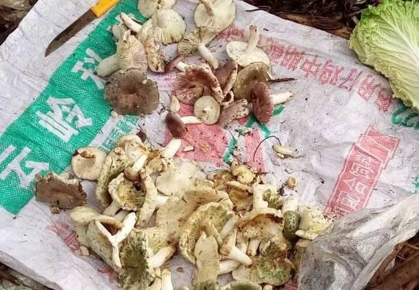 买菌菇被骗,买菌子东西被骗了怎样能追回钱