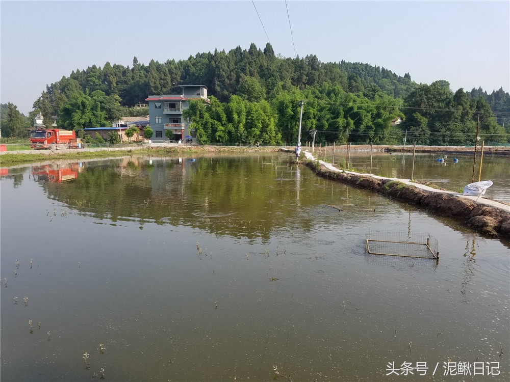 农村池塘养殖鲫鱼前景如何,泥鳅跟鲫鱼混养