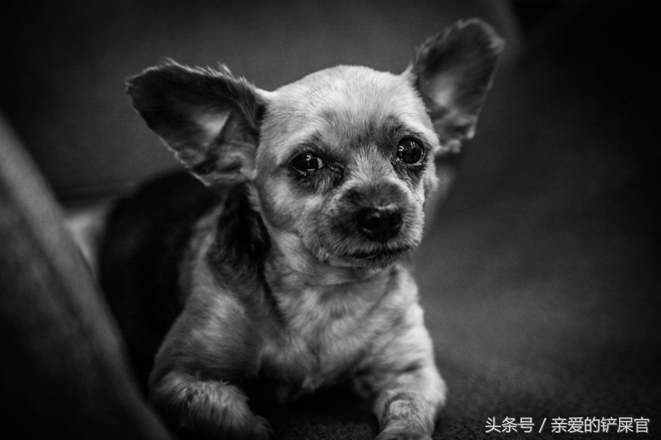 为什么要鼓励领养代替购买,宠物领养代替购买