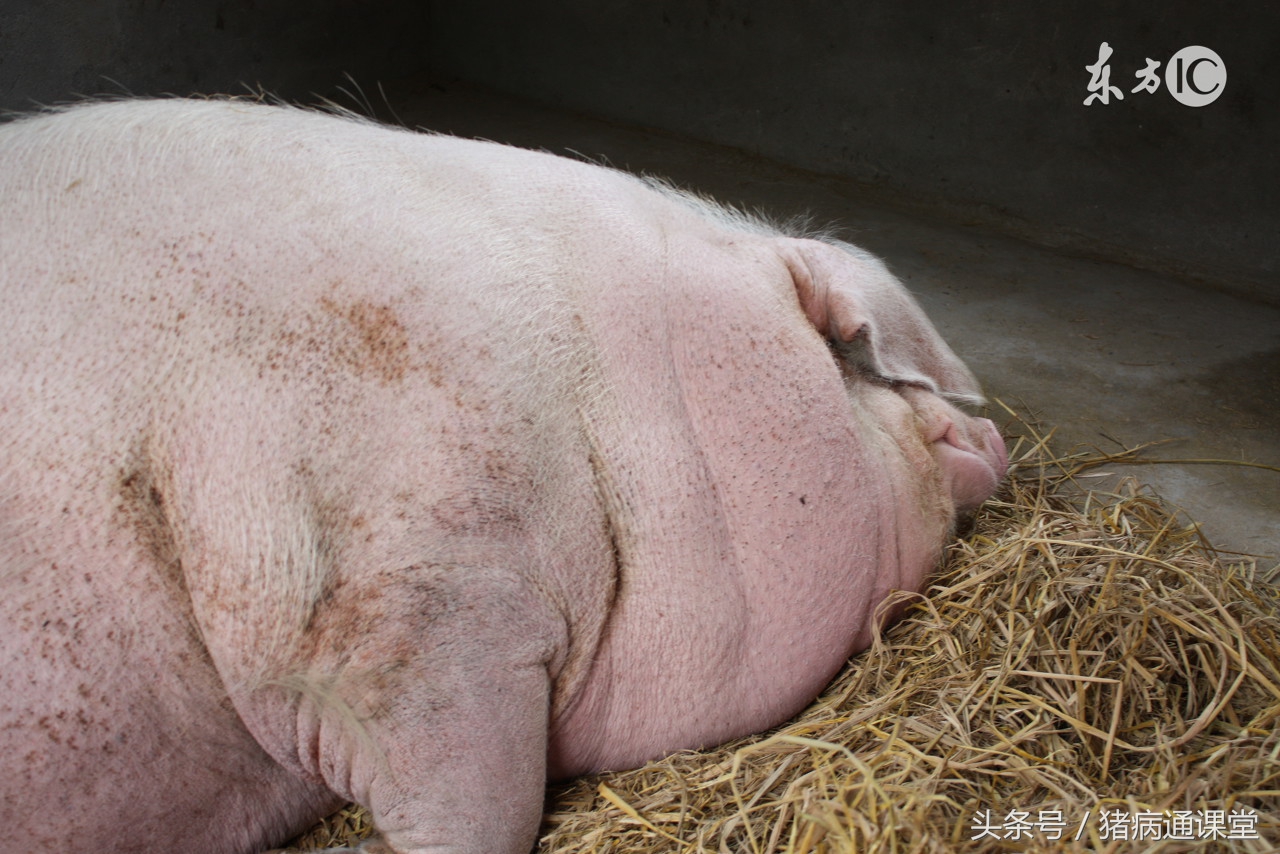 猪羔中暑症状,猪睡觉地方太热中暑怎么办