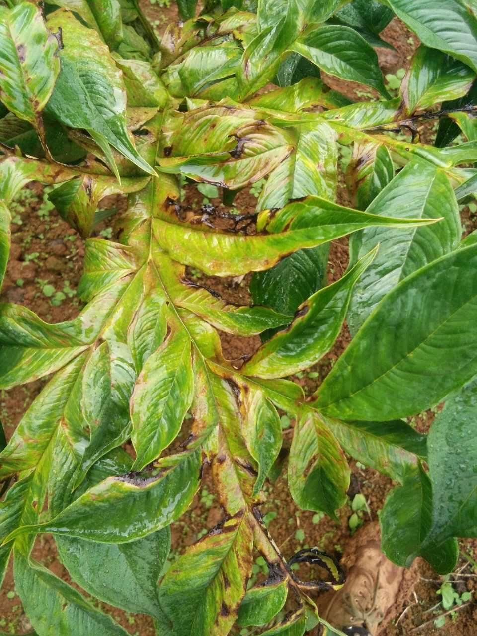 魔芋叶枯病怎么治,魔芋树叶枯病怎么治疗