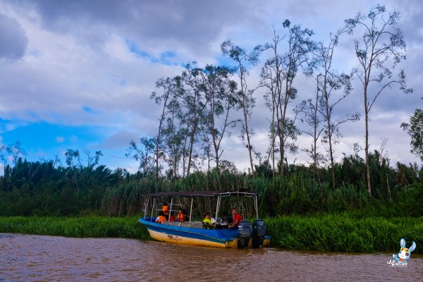 探寻野生动物,野生长鼻猴