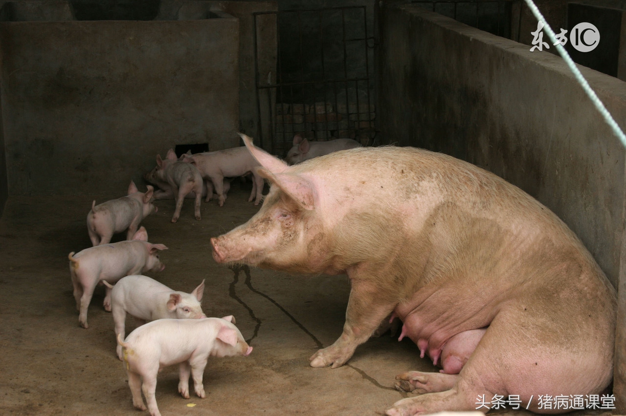 猪羔中暑症状,猪睡觉地方太热中暑怎么办