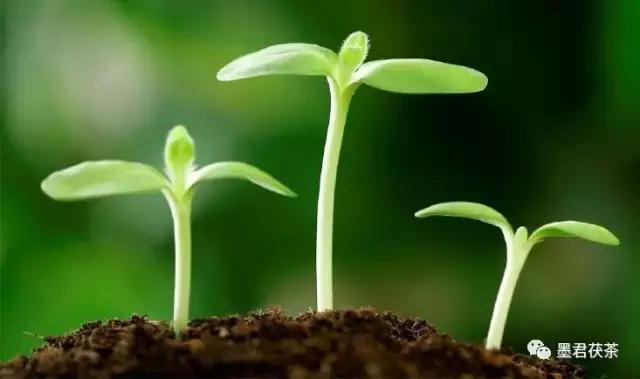 面对墨君茯茶诱人的茯香，这几位世界顶级植物学专家毫无防备地倾倒了！