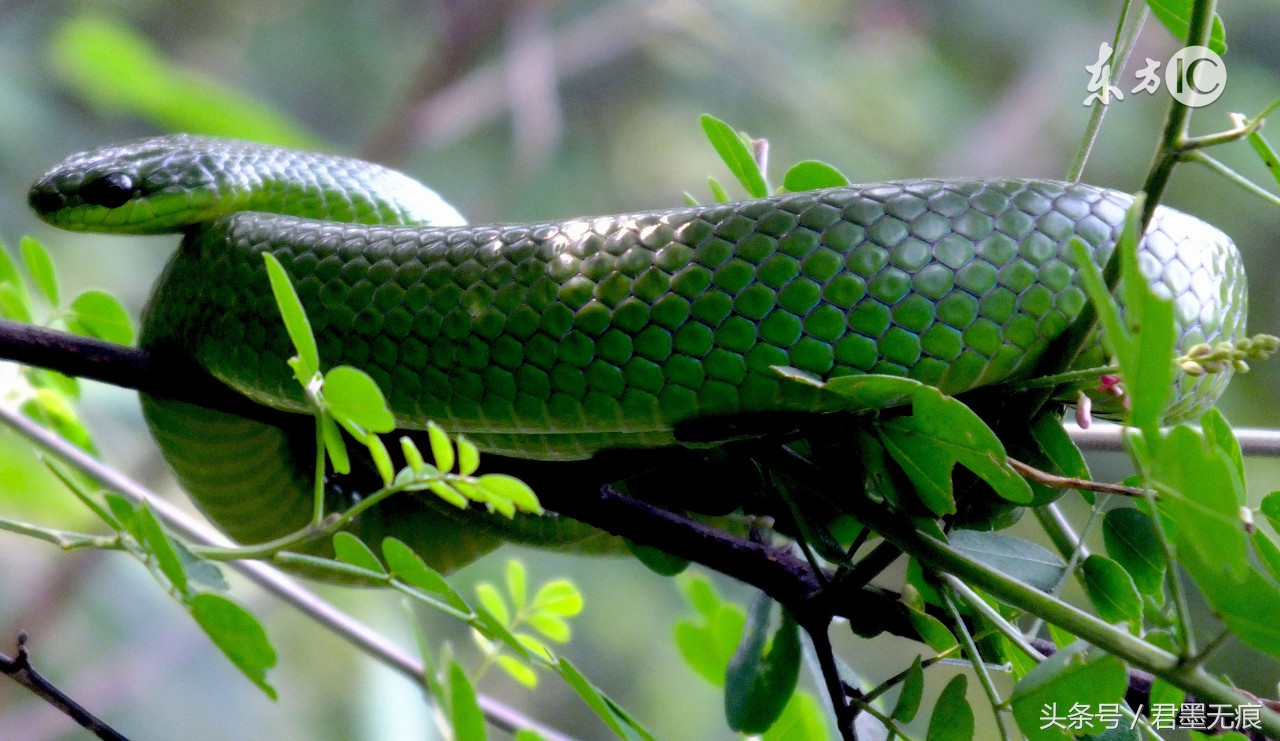 森蚺遇到其他蛇,当森蚺遇到其他蛇