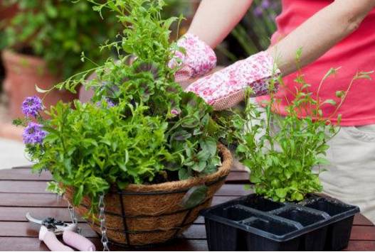 过期饮料能养花吗,过期的牛奶可以养花吗