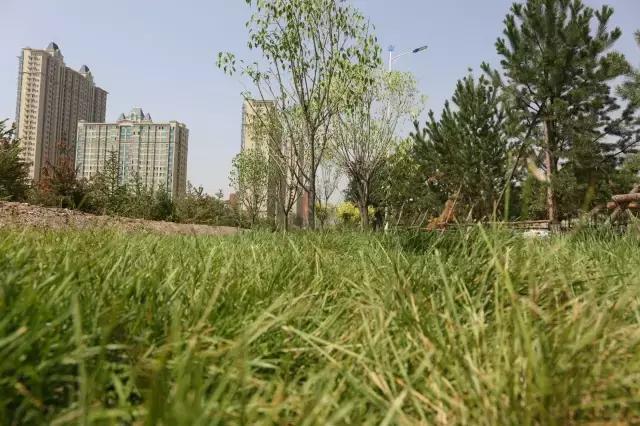 醉美西城｜“城在绿中人在景中”探访绿荫之下的回民区