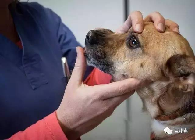 狗狗吞食异物如何知道它是否吐完,如果狗狗看见地上的食物吃怎么办
