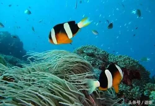 上海周边不用坐船可以到达的海岛,上海出发最值得去的海岛