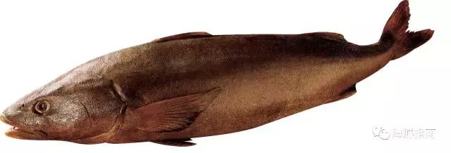 鳕鱼科普小知识,鳕鱼cod科普