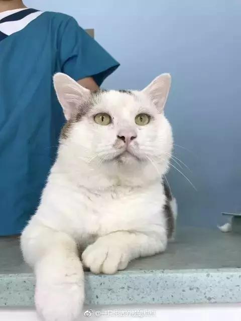 猫咪眼睑内翻解决办法,猫咪下眼睫毛内翻割眼皮后闭不上