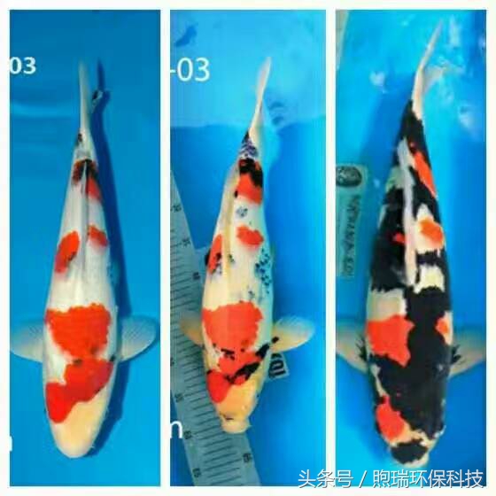 会升值的冷水风水鱼,排名第一的风水鱼