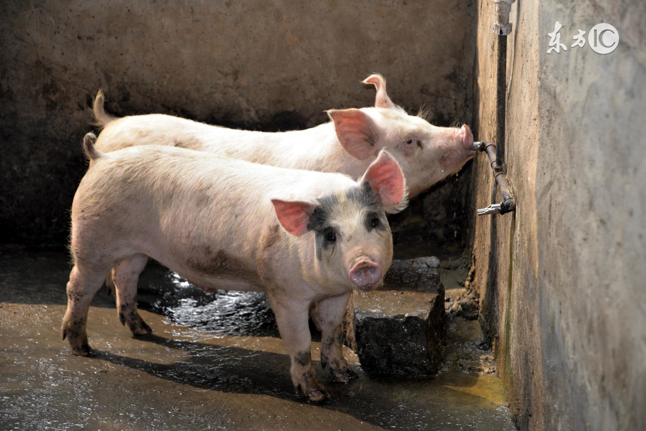 兽医手记猪中暑抢救,怀孕母猪中暑的急救方法