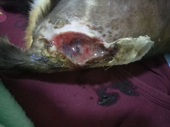 猫咪摔下七楼一瘸一拐状态很好,猫咪不慎从高楼坠落