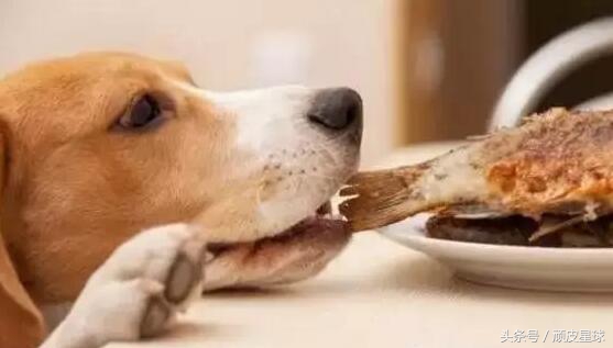 狗狗吐黄水是咋回事,小心慢性肠胃炎哦~