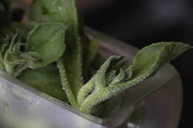 顺义鱼最好吃的做法,天津美食鱼的n种销魂吃法