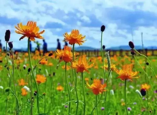 石家庄长安区大消息,石家庄长安区会发展好吗