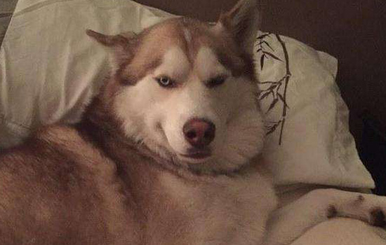 哈士奇不吃东西怎么办尿黄,哈士奇不吃钙片怎么办