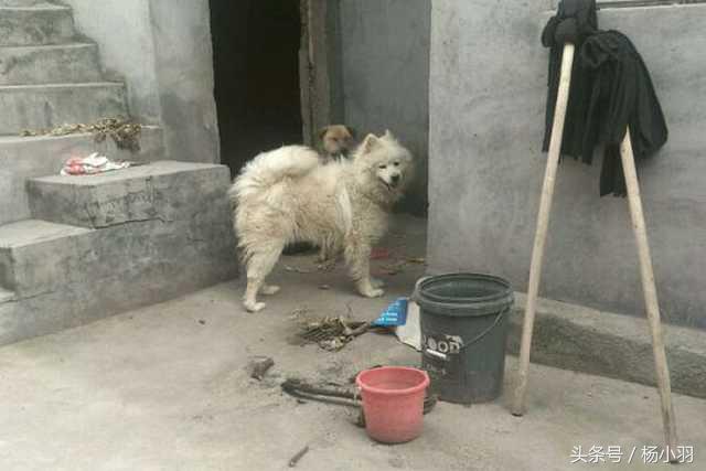 萨摩耶回农村后的生活,农村萨摩耶