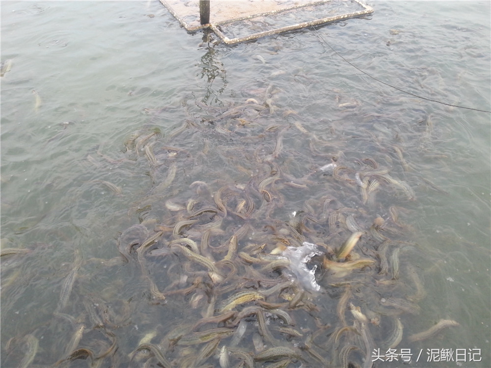 养泥鳅加盟套路,在农村养殖泥鳅创业指导