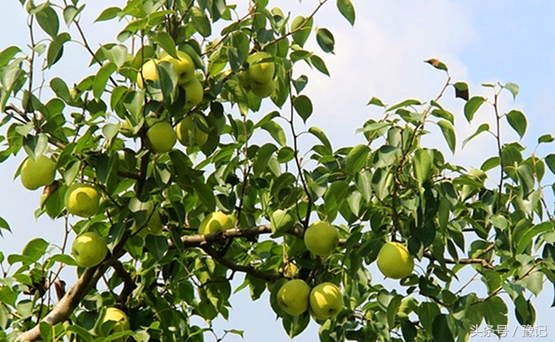 农村土豪家家有果园，想吃啥有啥，城里孩子见过么？