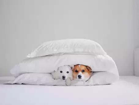 养了一只柯基,养了一只柯基和博美