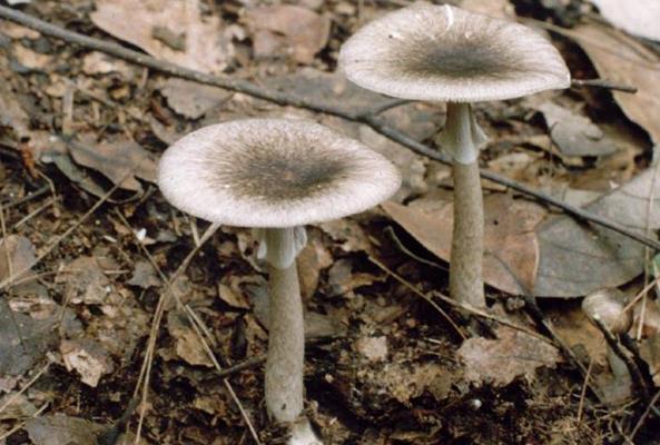 云南旅游一定要买玉吗,去云南旅游要不要买玉镯子