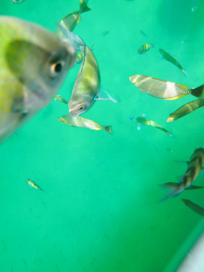 想走就走的旅行兰卡威六日游,兰卡威3天2晚的自由行攻略