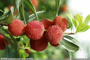 各类水果知识大全及图片,70种水果常识大全图解