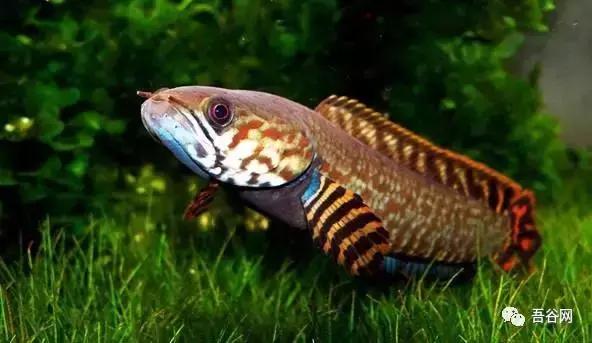 养殖周期很短价格高最稀缺的动物,什么动物养殖最便宜最好养