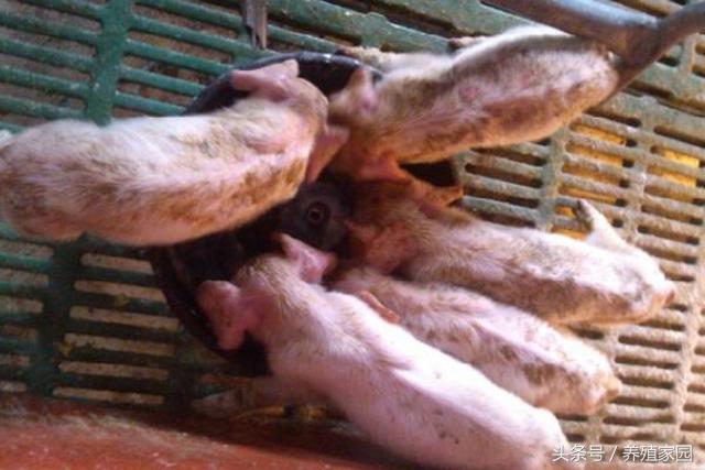 猪耳朵发紫臀部发紫不发烧,育肥猪耳朵发紫会是蓝耳病吗