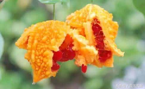 癞葡萄的种植方法和技术,癞葡萄种植方法和注意事项