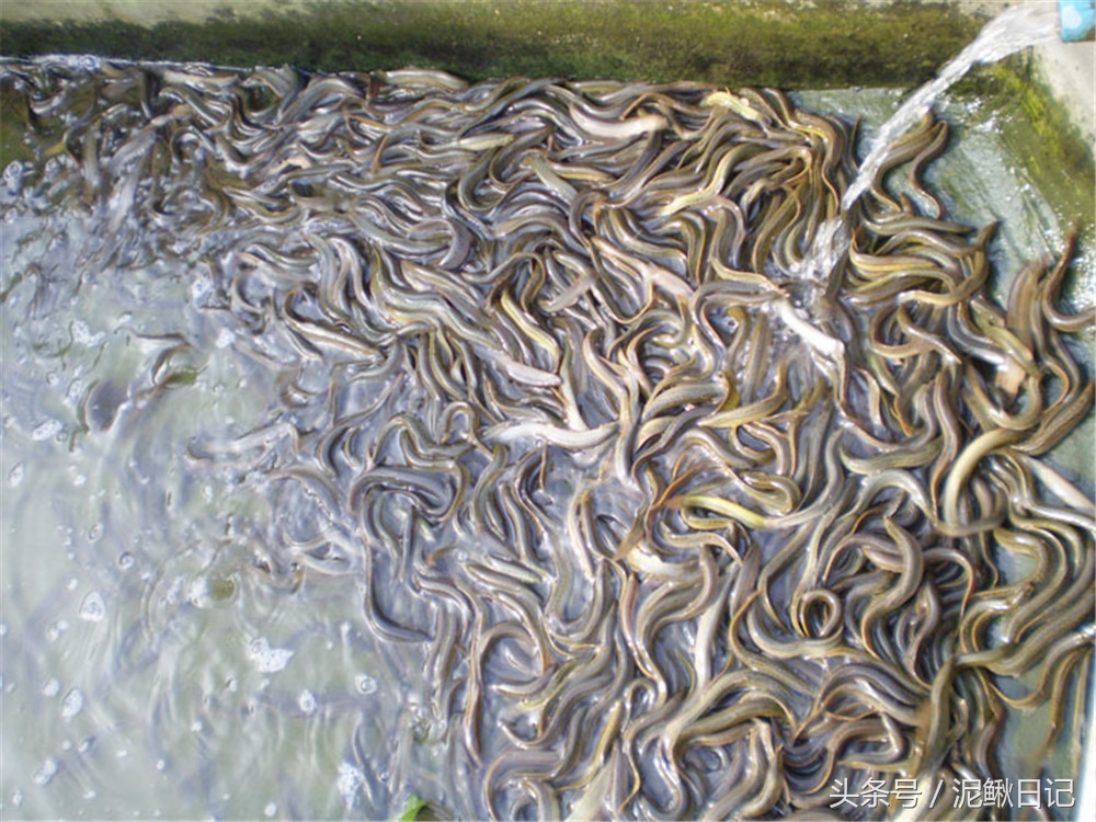 养殖泥鳅有前景吗现在,适合穷人养殖泥鳅创业暴利资讯