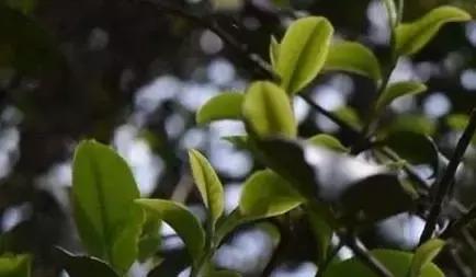 关于普洱茶知识以及口感的书籍,茶语百科解析普洱熟茶