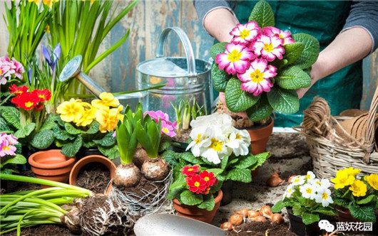 适合养花新手养的花,新手养花小技巧学会才能养好花