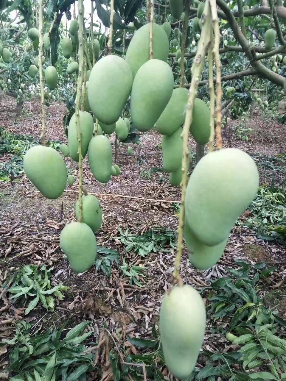 广西小台芒的规格,广西小台芒和金煌芒哪种好吃