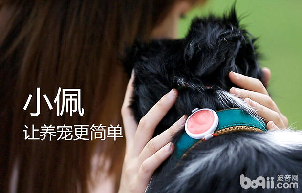 多功能驱狗神器,自动喂食器喊话