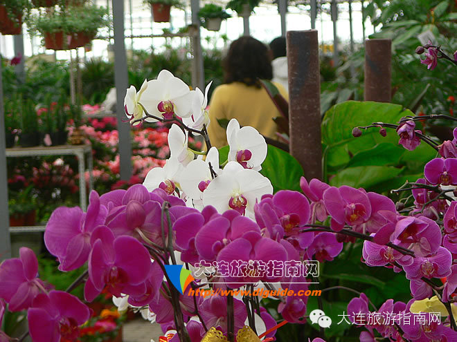 大连西郊花卉园艺,大连西郊园林公园花卉超市